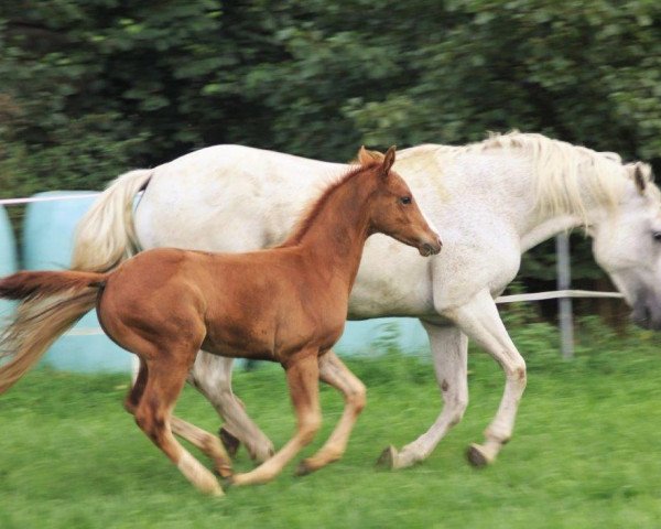 horse Sonnys Shiny Splash (Quarter Horse, 2016)