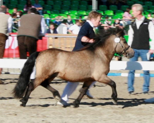 horse Klaus vom Sonnenkaiser (Dt.Part-bred Shetland pony, 2005, from Kronprinz)