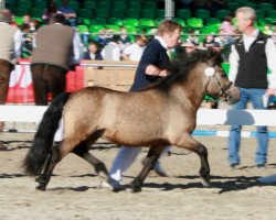 Pferd Klaus vom Sonnenkaiser (Dt.Part-bred Shetland Pony, 2005, von Kronprinz)