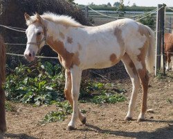 horse AM Colonel Cool Cloe (Paint Horse, 2016, from Colonel Coosador)