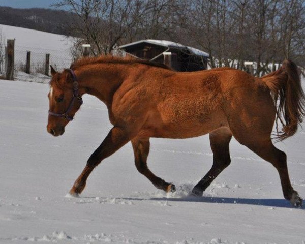 Pferd Oshanee Red Sunflower (Paint Horse, 2008)