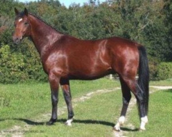 horse Lütt Madden (German Warmblood, 2009)