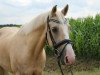 dressage horse Bert 53 (KWPN (Royal Dutch Sporthorse), 2006)