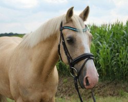 dressage horse Bert 53 (KWPN (Royal Dutch Sporthorse), 2006)