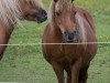 Zuchtstute Karina II von Dahlberg (Shetland Pony,  , von Karlie)