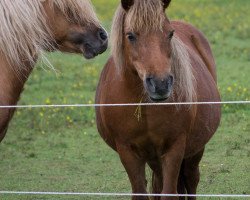 broodmare Karina II von Dahlberg (Shetland Pony, 2004, from Karlie)