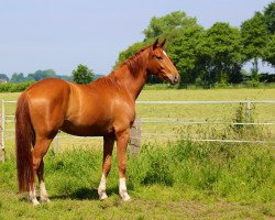 dressage horse Royal Edition N (Hanoverian, 2013, from Royal Classic I)