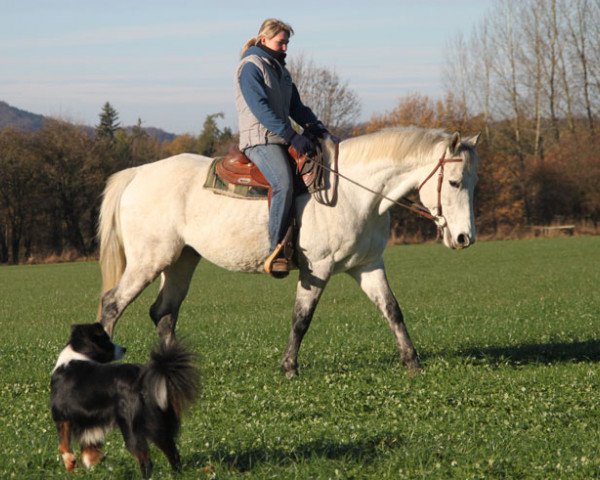 Pferd Charlie (Connemara-Pony, 2010)