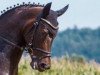 dressage horse She's For Me (Hanoverian, 2008, from San Remo)