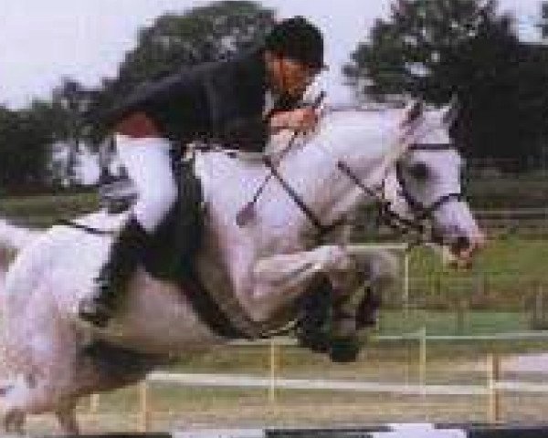 stallion Oscar des Chouans (Welsh-Pony (Section B), 1980, from Cennen Vandalier)