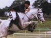 Deckhengst Oscar des Chouans (Welsh Pony (Sek.B), 1980, von Cennen Vandalier)