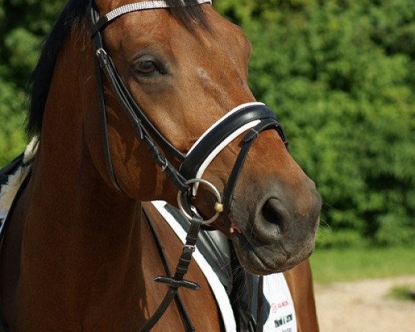 dressage horse Don Camillo K (Oldenburg, 2001, from Dormello)