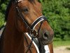 dressage horse Don Camillo K (Oldenburg, 2001, from Dormello)