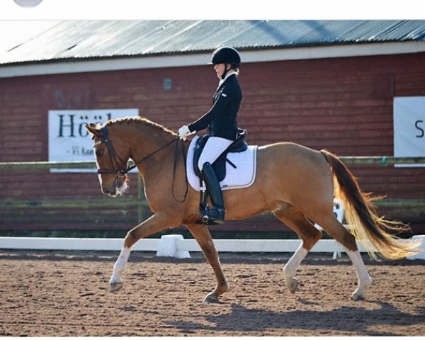 Dressurpferd EG Dalton (Schwedisches Reitpony, 2005, von FS Don't Worry)