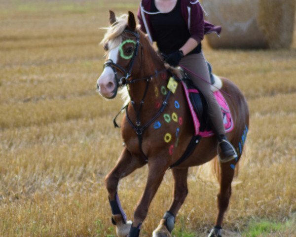 horse Fjordglimt Miss Ferentina (Welsh-Cob (Sek. C), 2001, from Menai Sparkling Midas)