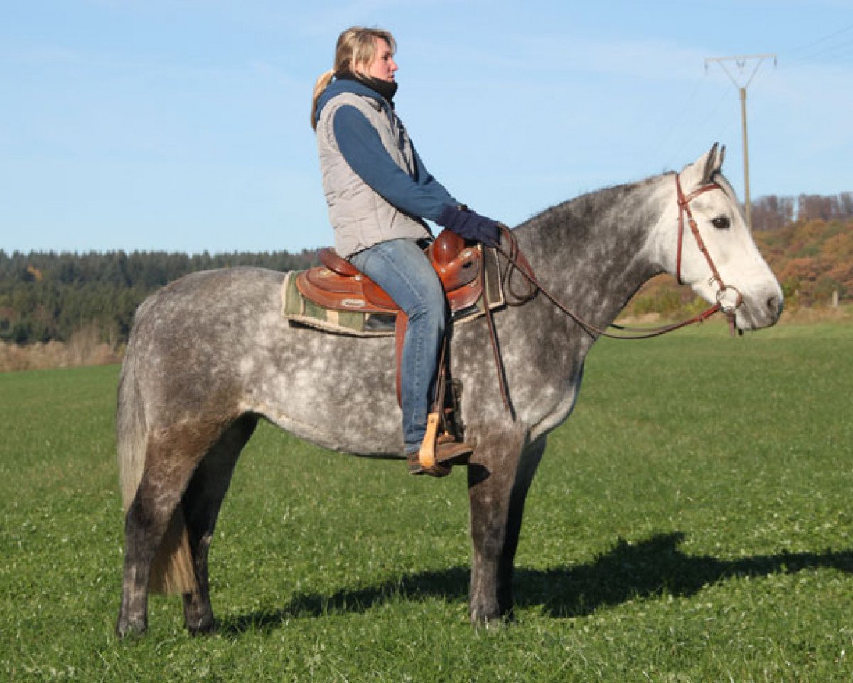 Zuchtstute Curra Magic (Connemara-Pony, 2008, von Owens Blossom)