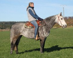 broodmare Curra Magic (Connemara Pony, 2008, from Owens Blossom)