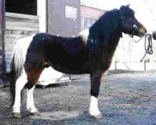 stallion Vico (Lewitzer, 1980, from Valentin B 391)