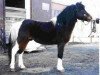 stallion Vico (Lewitzer, 1980, from Valentin B 391)