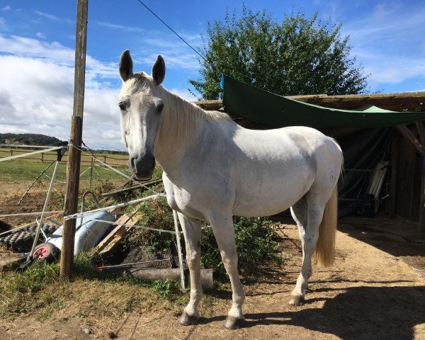 jumper Renee 14 (Hessian Warmblood, 2001, from Rodman)