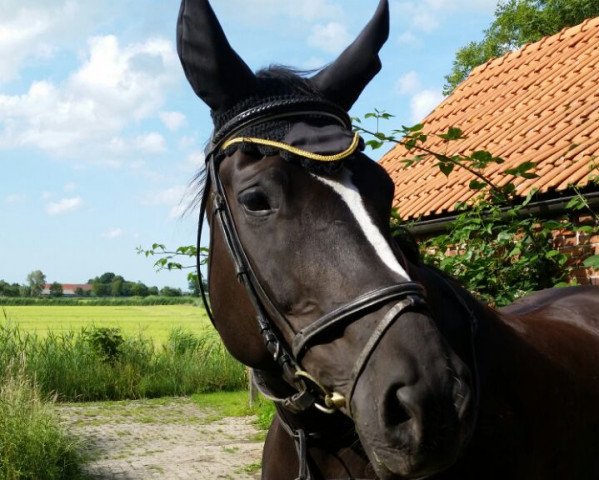 dressage horse Angel´s Diamond (Oldenburg, 2001, from Harvard)