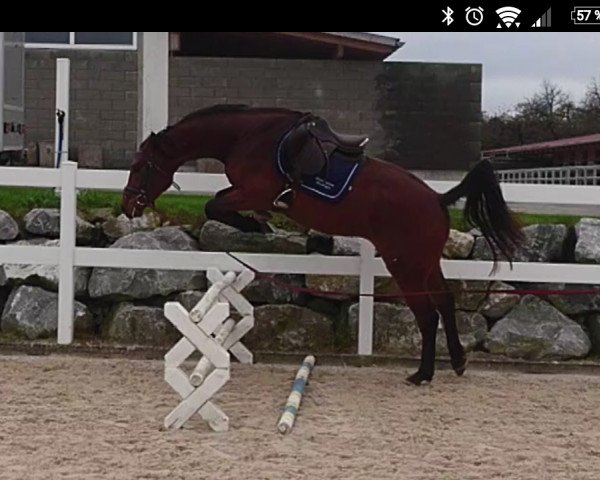 jumper Champion of the League VL (Thoroughbred,  , from Con Spirito R)