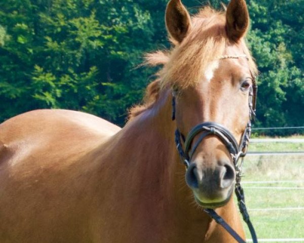 broodmare Miss Marilynn Monroe (German Riding Pony, 2012, from Halifax)