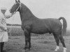 stallion Coloriet (KWPN (Royal Dutch Sporthorse), 1952, from Goldemar)