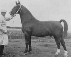 stallion Coloriet (KWPN (Royal Dutch Sporthorse), 1952, from Goldemar)