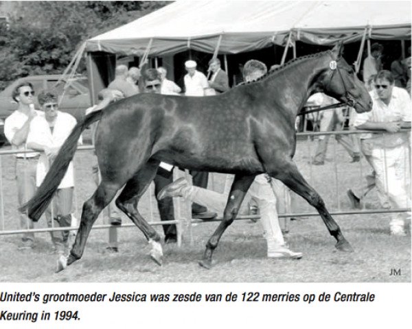 Zuchtstute Jessica (Koninklijk Warmbloed Paardenstamboek Nederland (KWPN), 1991, von Sultan)