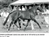 broodmare Jessica (KWPN (Royal Dutch Sporthorse), 1991, from Sultan)