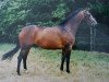 broodmare Nessica (Dutch Warmblood, 1995, from Partout)