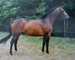 broodmare Nessica (KWPN (Royal Dutch Sporthorse), 1995, from Partout)