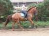 dressage horse Fürst Fabio 5 (Hanoverian, 2010, from Fürst Nymphenburg)