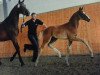 dressage horse Barcelona K (Oldenburg, 2013, from Bretton Woods)