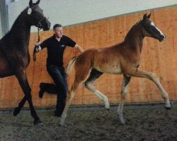 dressage horse Barcelona K (Oldenburg, 2013, from Bretton Woods)