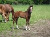 dressage horse Belmondo K (Rhinelander, 2013, from Bretton Woods)