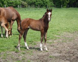 dressage horse Belmondo K (Rhinelander, 2013, from Bretton Woods)