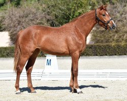 dressage horse Belle Mémoire (Hanoverian, 2013, from Bretton Woods)