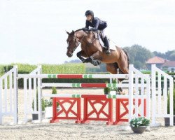 jumper Mountain Man Hd (Belgian Warmblood, 2008, from Tangelo van de Zuuthoeve)