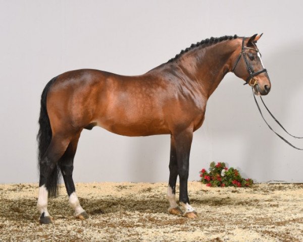 stallion Orlando van de Heffinck (Belgian Warmblood, 1996, from Heartbreaker)