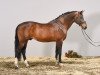 stallion Orlando van de Heffinck (Belgian Warmblood, 1996, from Heartbreaker)