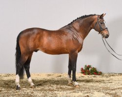 Deckhengst Orlando van de Heffinck (Belgisches Warmblut, 1996, von Heartbreaker)