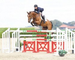 jumper Stay with me (Zangersheide riding horse, 2010, from Bustique)