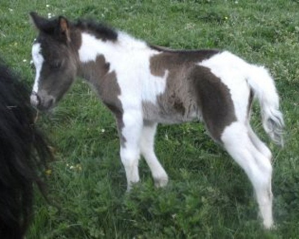 Zuchtstute Peggy Sue (Shetland Pony, 2014, von Holsteins Bonavista)