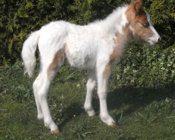 broodmare Gipsy (Dt.Part-bred Shetland pony, 2014, from Rimini)