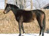 broodmare Penelope XXVI (Trakehner, 2001, from Heartbreaker)