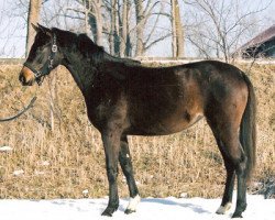 Zuchtstute Penelope XXVI (Trakehner, 2001, von Heartbreaker)