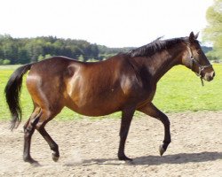 broodmare Calliope (Trakehner, 1989, from Arogno)