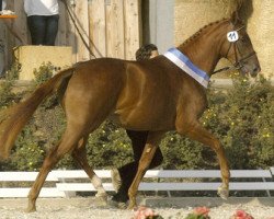 broodmare Pretty Woman (Trakehner, 2007, from In Flagranti)